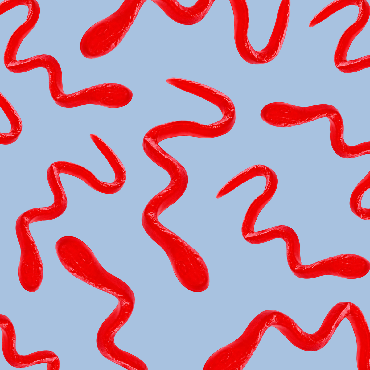 Viper Snakes